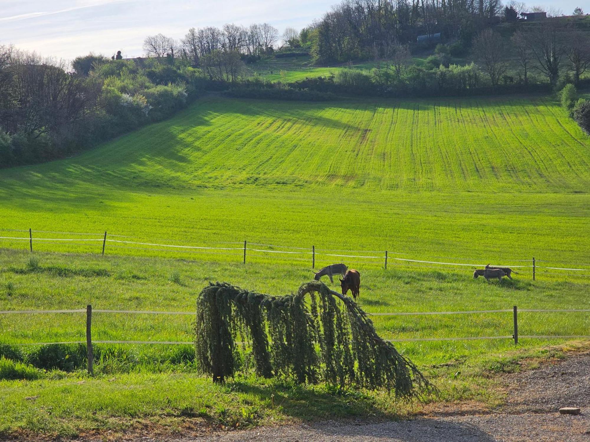 Domaine De Massoulac Molières Exteriör bild
