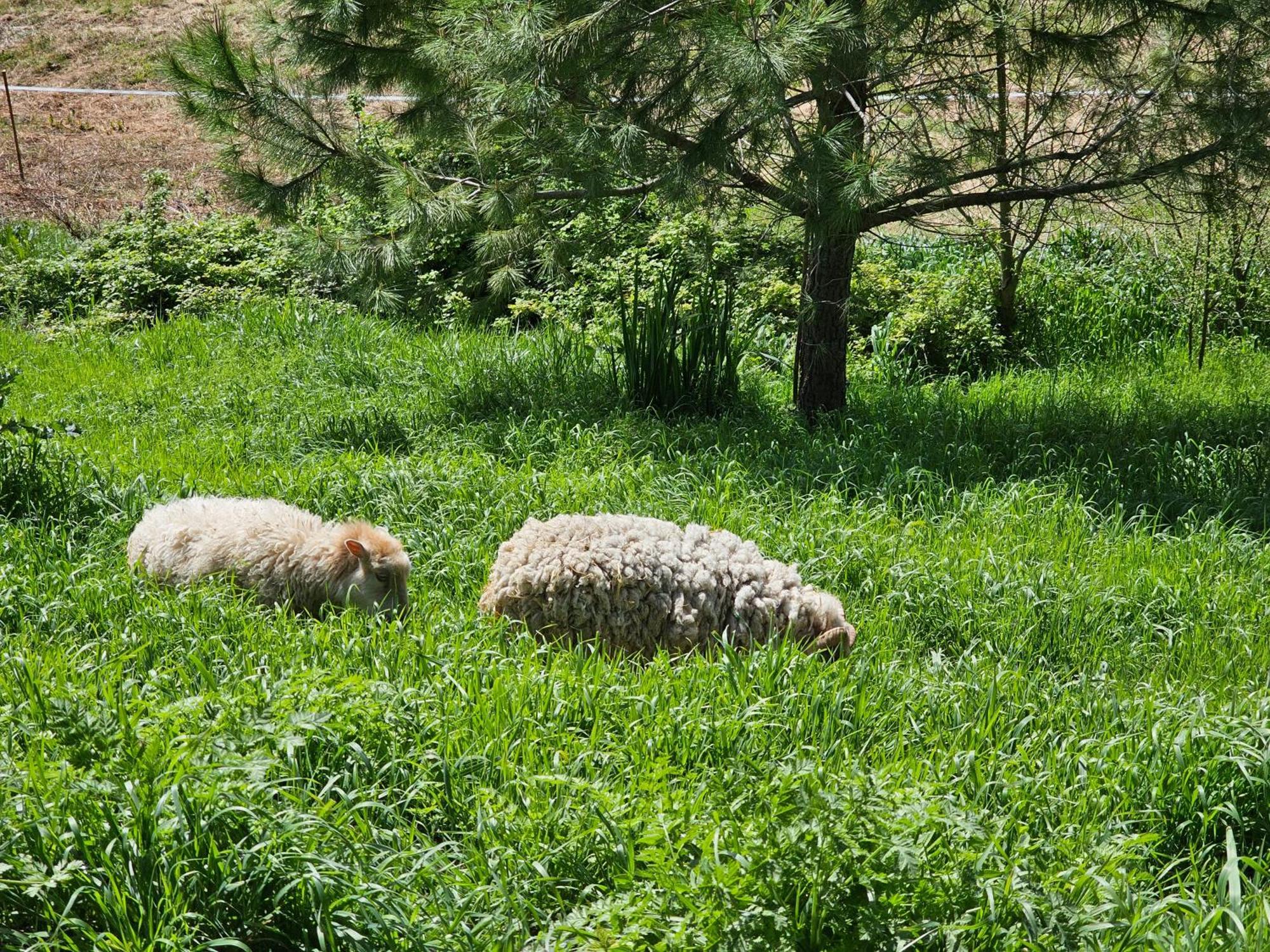 Domaine De Massoulac Molières Exteriör bild